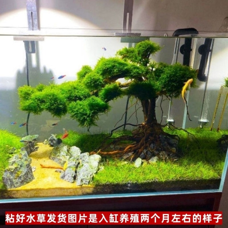 Professional Eco-Friendly Wood - Resin Art With Wood review and price