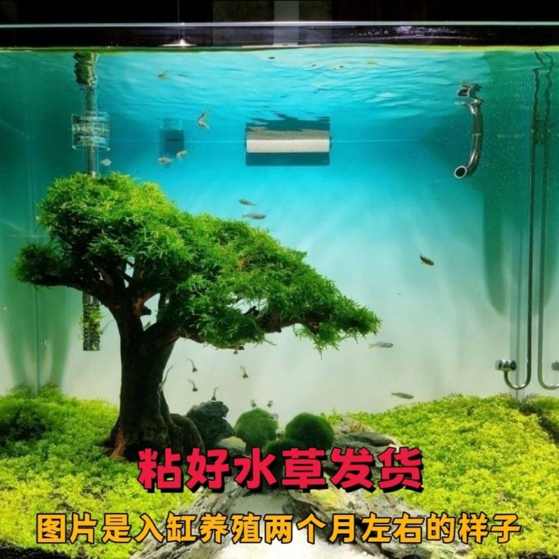 Professional Eco-Friendly Wood - Resin Art With Wood review and price