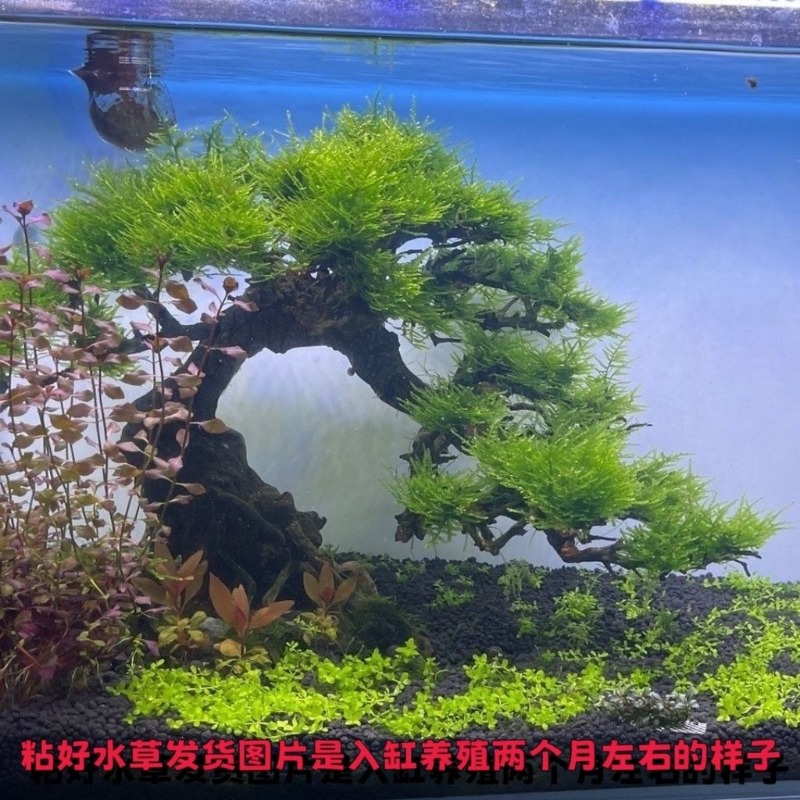 Professional Eco-Friendly Wood - Resin Art With Wood review and price